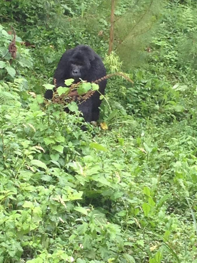 Rushaga Gorilla Lodge Bugambira Eksteriør bilde